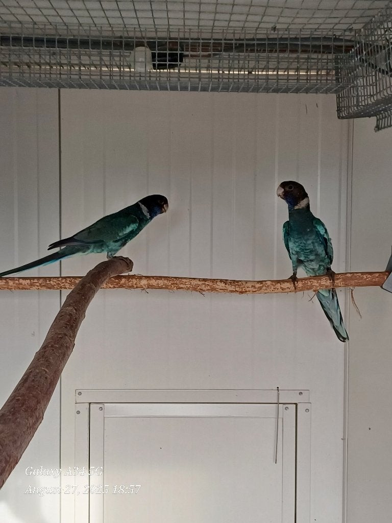 Gevraagd - Blauwe 28 / twenty eight poppen 2026, Dieren en Toebehoren, Vogels | Parkieten en Papegaaien, Vrouwelijk, Parkiet