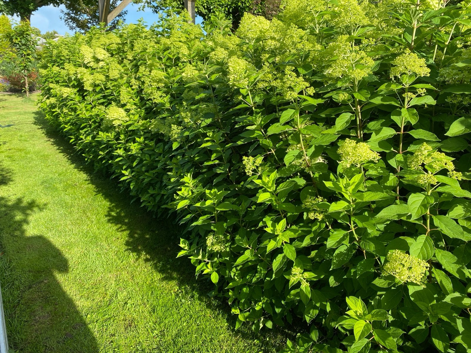 Hortensia 'Limelight' - Prachtige bloeiende heester, Volle zon, Vaste plant, Zomer, Ophalen
