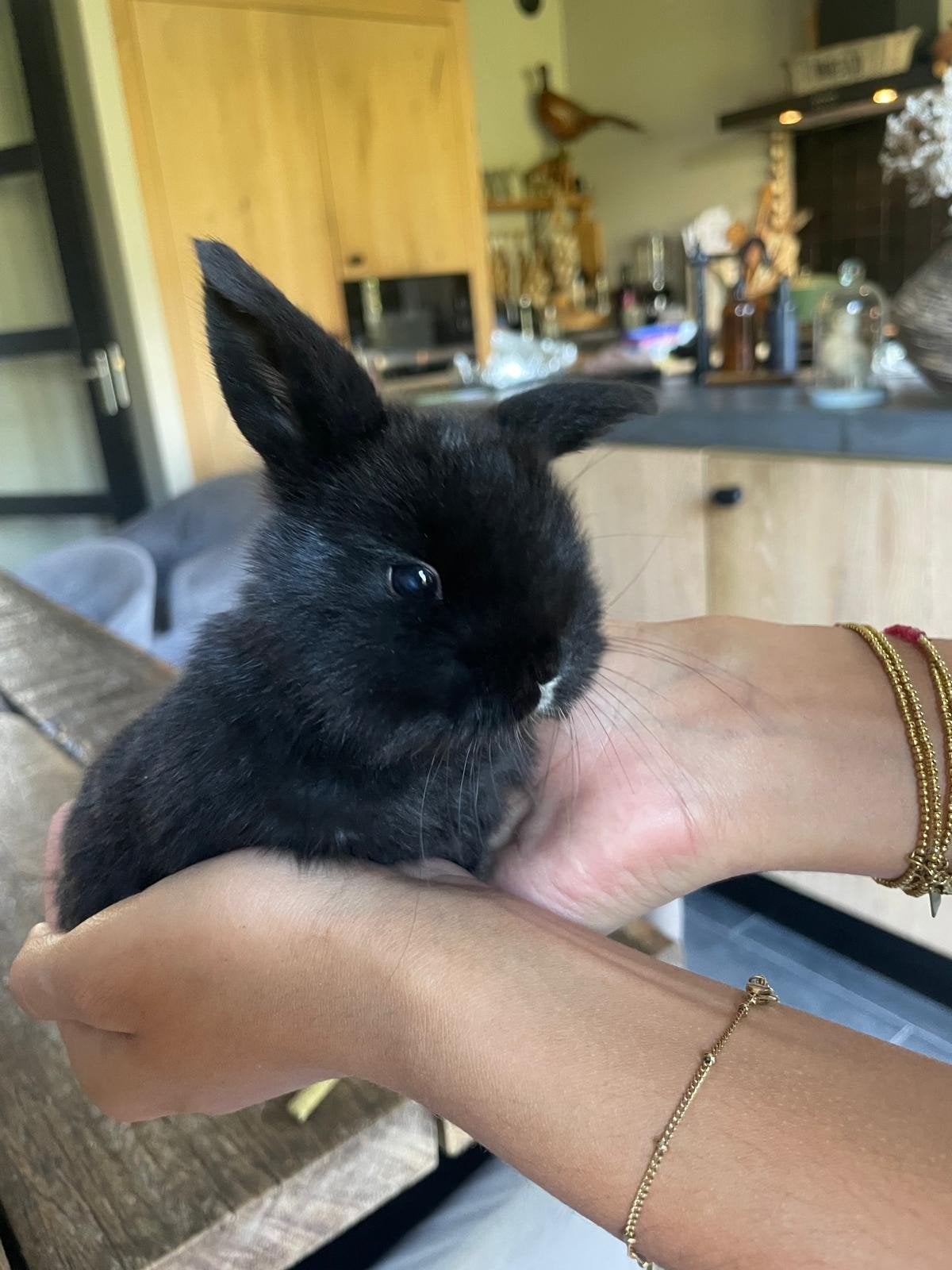 lieve hand tamme minilop hangoor konijn 3x, Dieren en Toebehoren