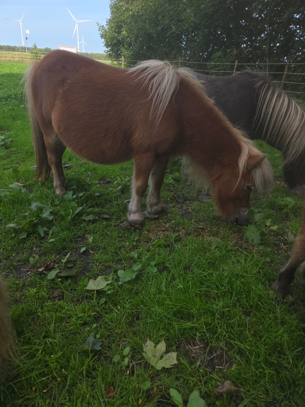 merrie met merrie veulentje, Merrie, A pony (tot 1.17m)
