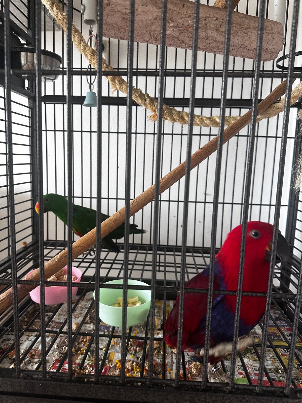 Koppel Eclectus papegaaien (7 jaar) met grote kooi, Mannelijk, Papegaai, Pratend