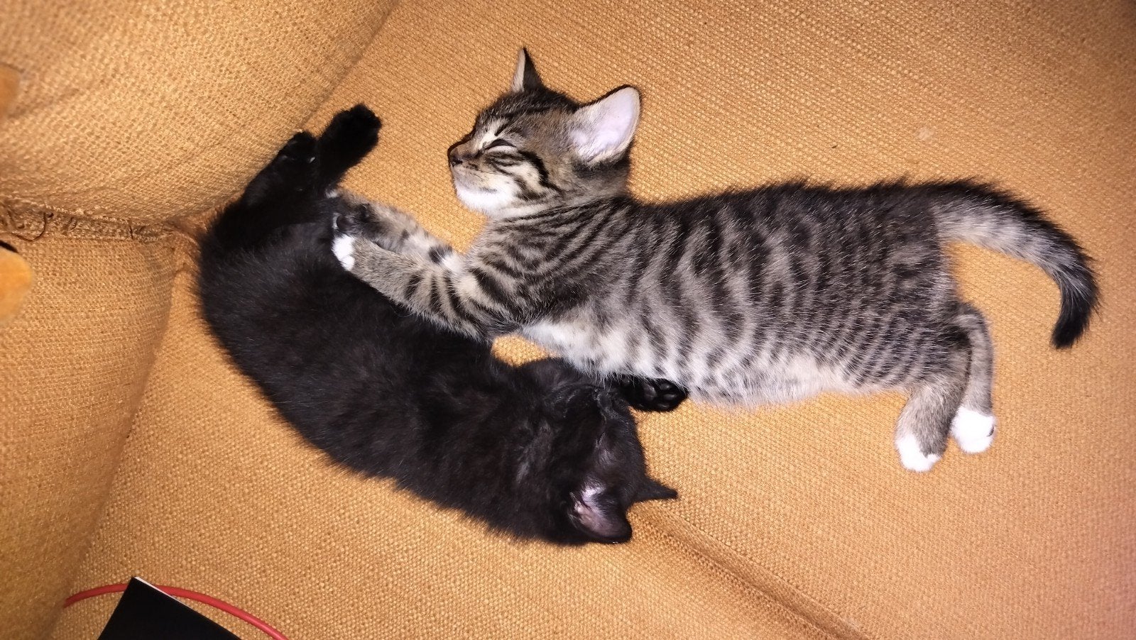 Twee kittens ter overname als stel (niet individueel), Dieren en Toebehoren, Katten en Kittens | Overige Katten, Geslacht onbekend