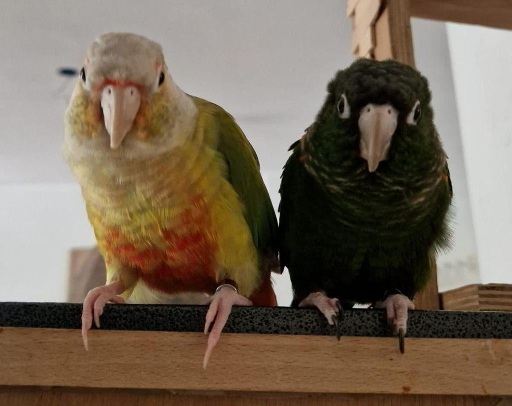 Gratis Pyrrhura's, Dieren en Toebehoren, Vogels | Parkieten en Papegaaien, Meerdere dieren, Papegaai, Geringd