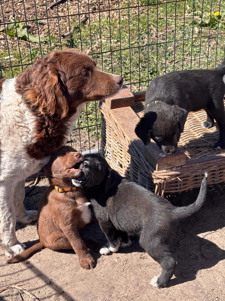 Laatste Labrador-Friese Stabij pups, Dieren en Toebehoren, Honden | Niet-rashonden, 8 tot 15 weken, Parvo, Meerdere, Meerdere dieren