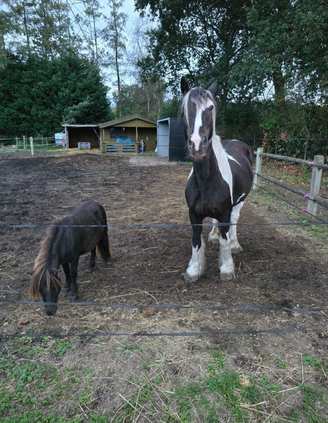 plaatsje vrij op de wei, 2 of 3 paarden of pony's