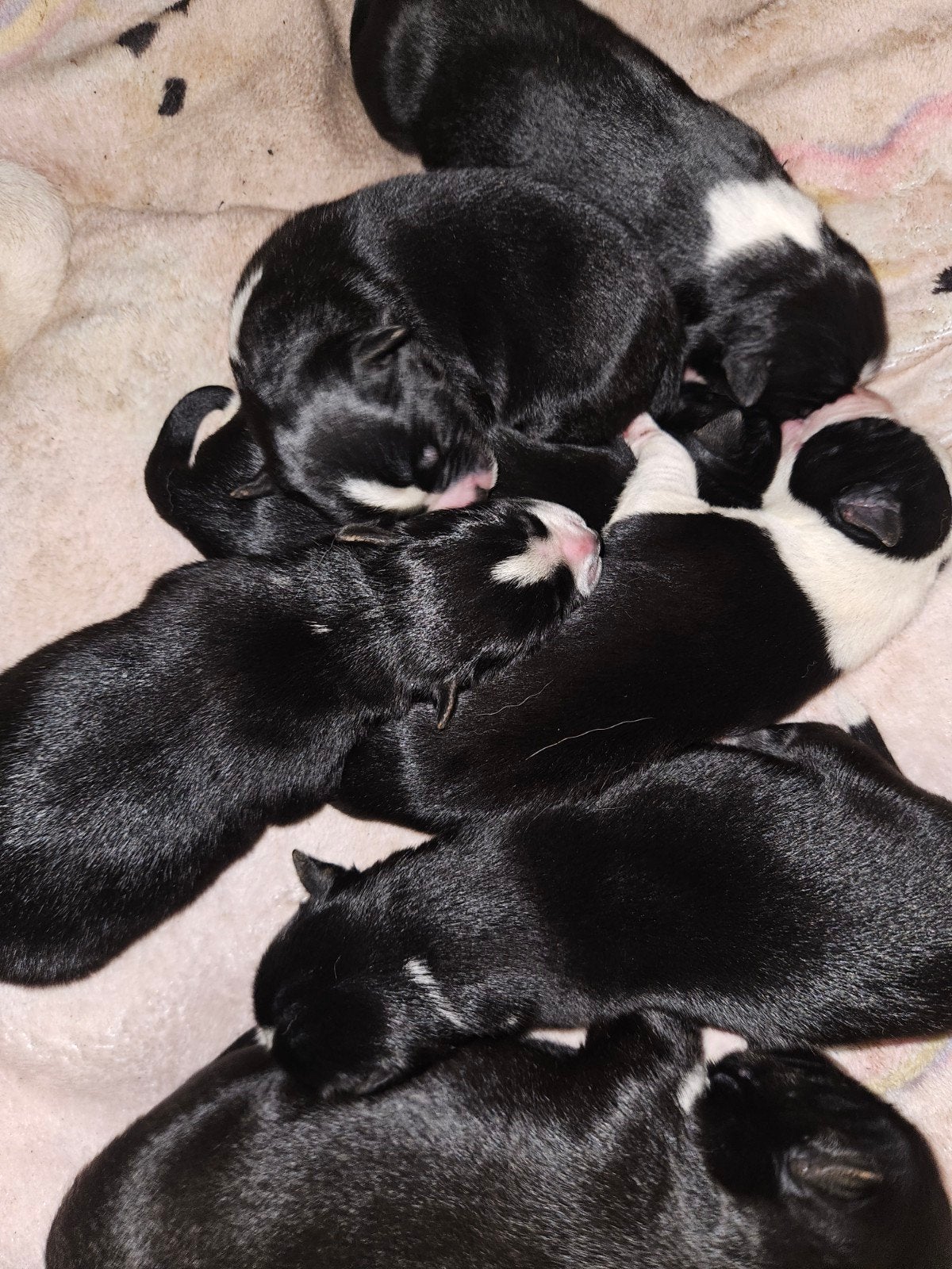 border x huskey, 8 tot 15 weken, Meerdere, Meerdere dieren, Middel