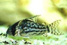 corydoras schwartsi €5,95, Dieren en Toebehoren, ., Overige typen, Nieuw, Ophalen of Verzenden
