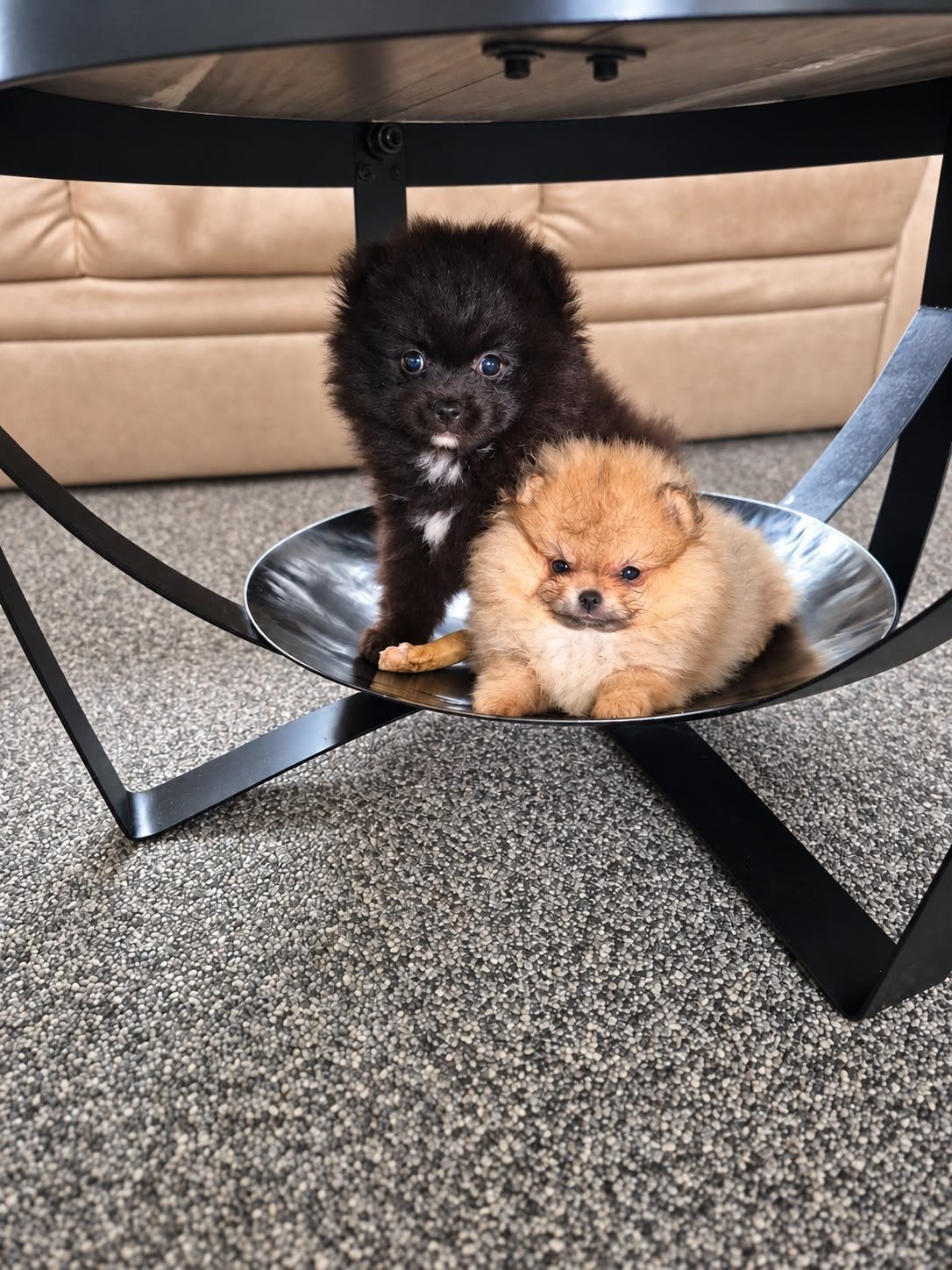 pomeriaan pups NL, Parvo, 8 tot 15 weken, Meerdere, Meerdere dieren