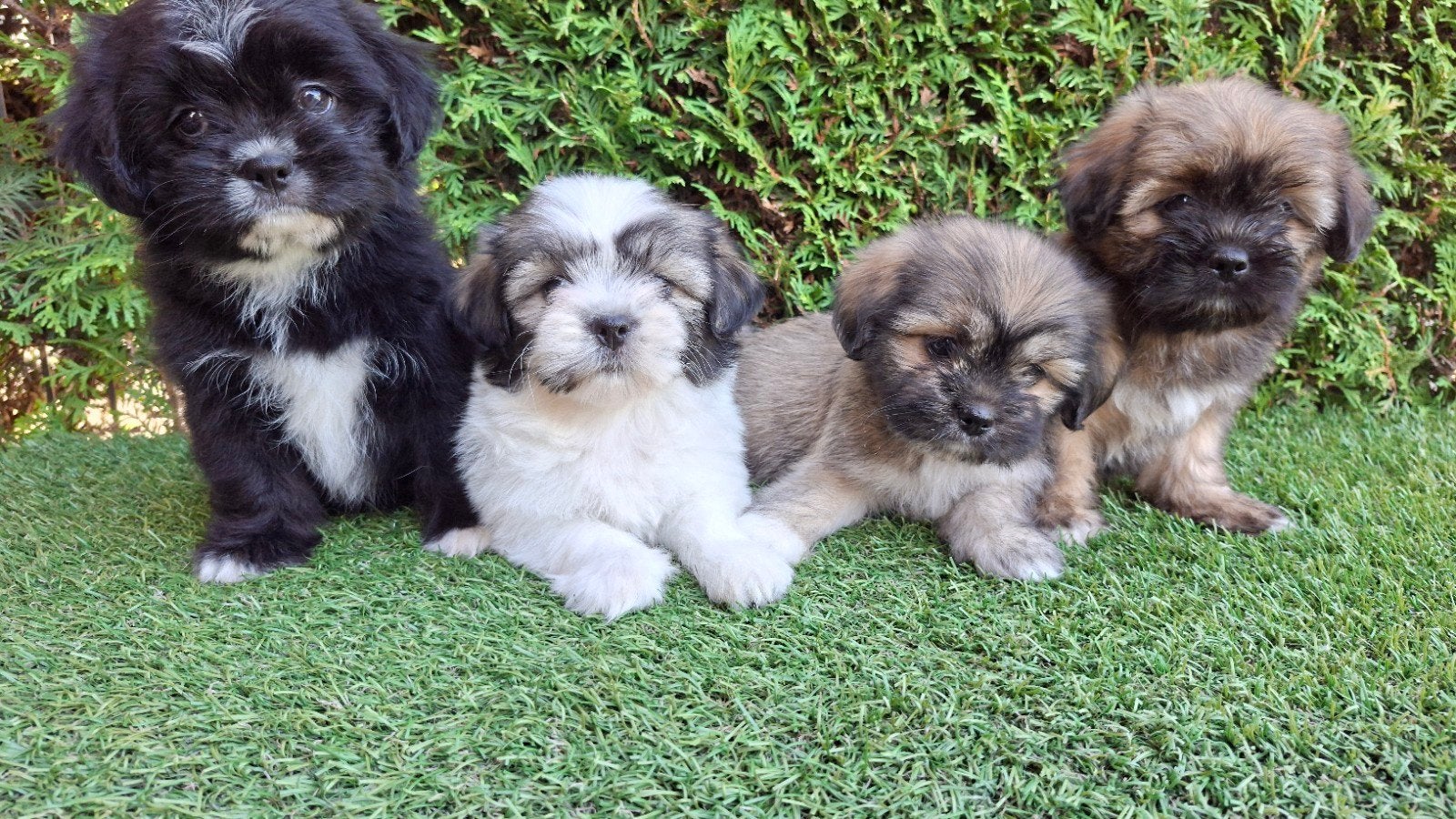 Zeer mooie speelse boomer pups., Dieren en Toebehoren, Parvo, 8 tot 15 weken, Meerdere, Nederland