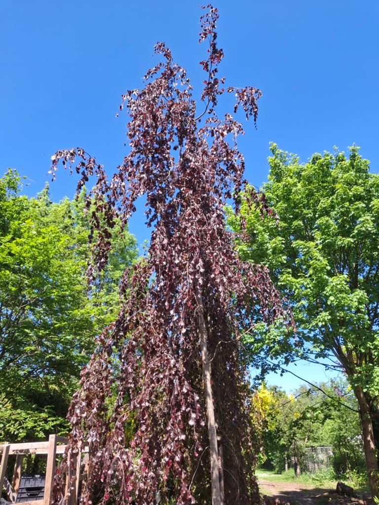 Rode treurbeuk - Fagus sylvatica 'Purpurea Pendula', Treurboom, Lente, 400 cm of meer, Ophalen