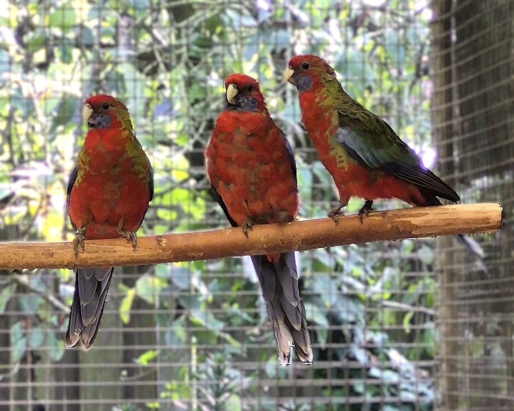 Penant rosella's, Meerdere dieren, Parkiet, Geringd
