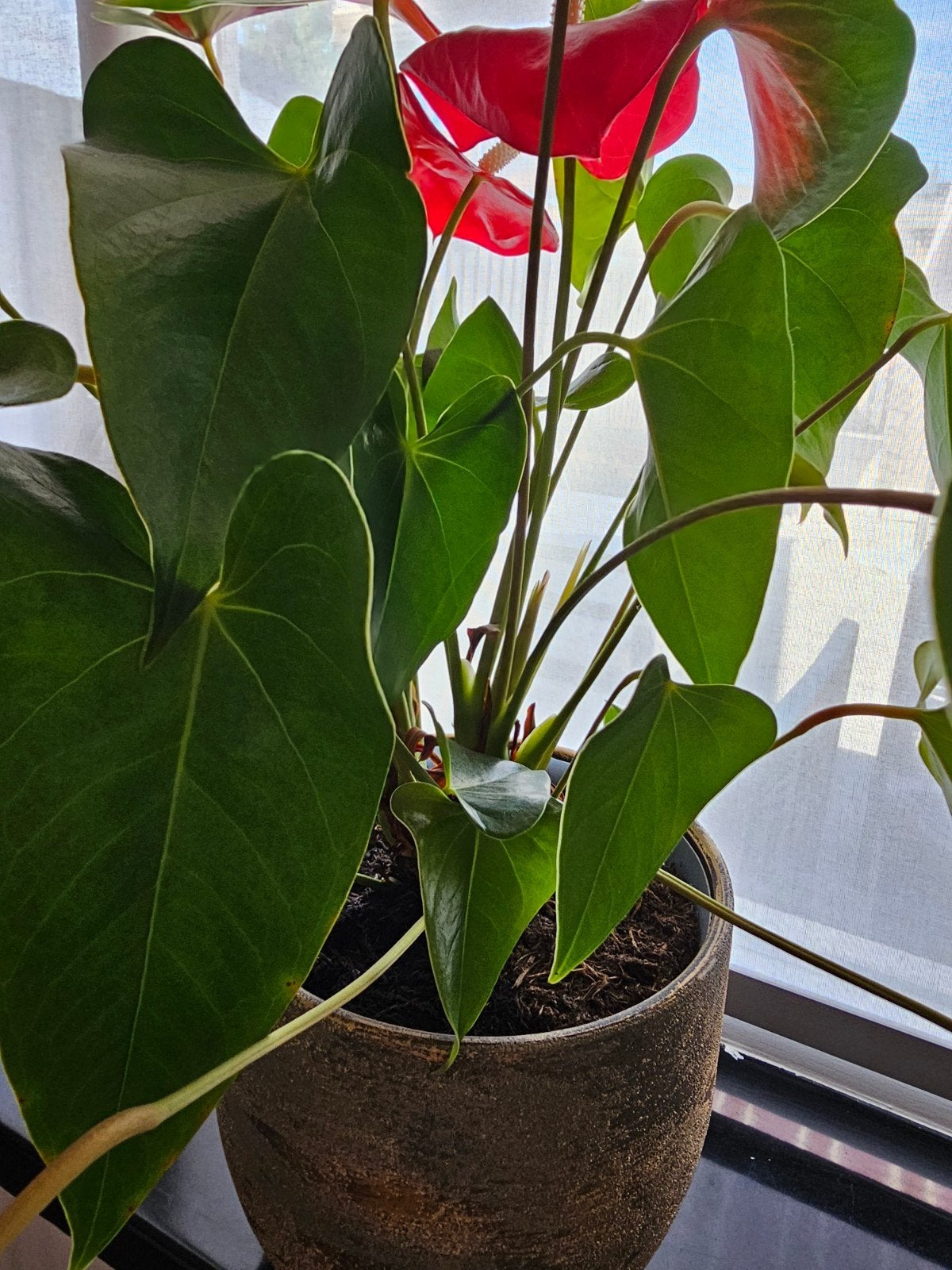 Prachtige Anthurium plant met rode bloemen, Ophalen, Halfschaduw, Minder dan 100 cm