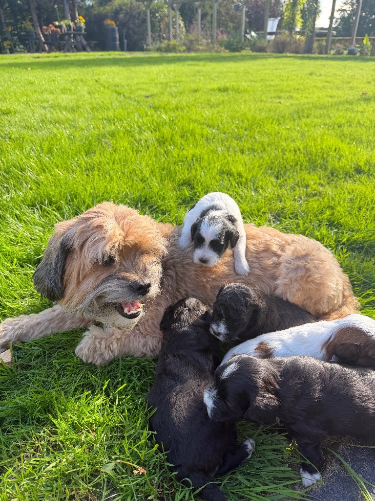 Prachtige Mini Doodle pups – Royal Dutch Doodle, Overige rassen, 8 tot 15 weken, CDV (hondenziekte), Meerdere