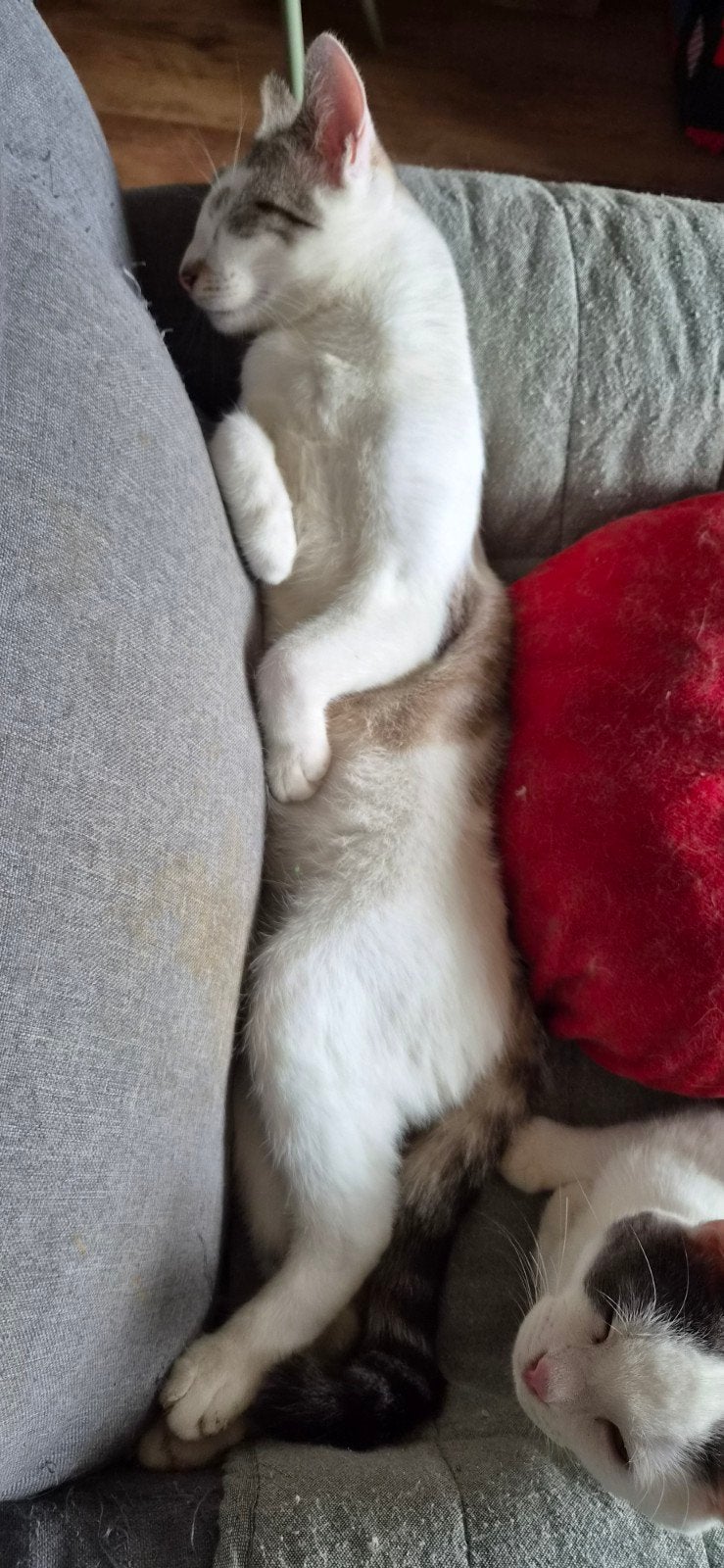 kruizing kater, Kater, Ontwormd, 0 tot 2 jaar