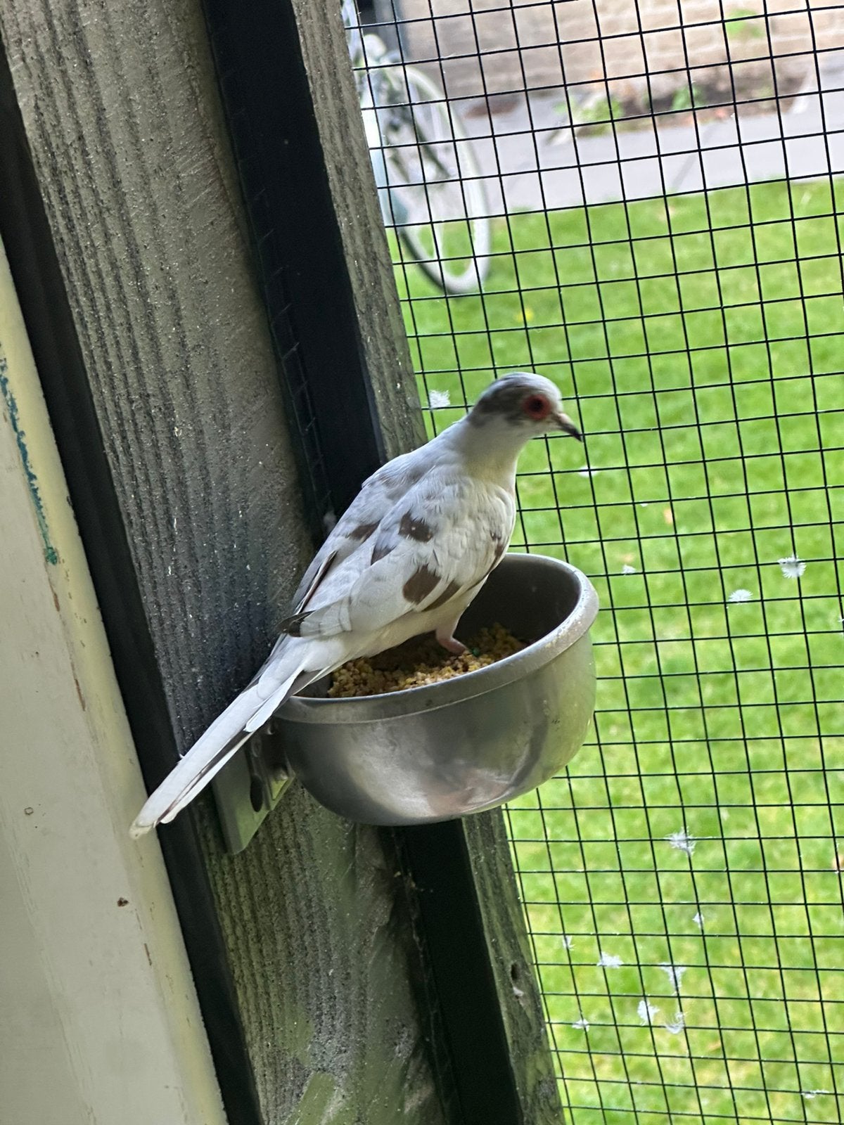 Bonte Diamant Duiven, Dieren en Toebehoren, Meerdere dieren