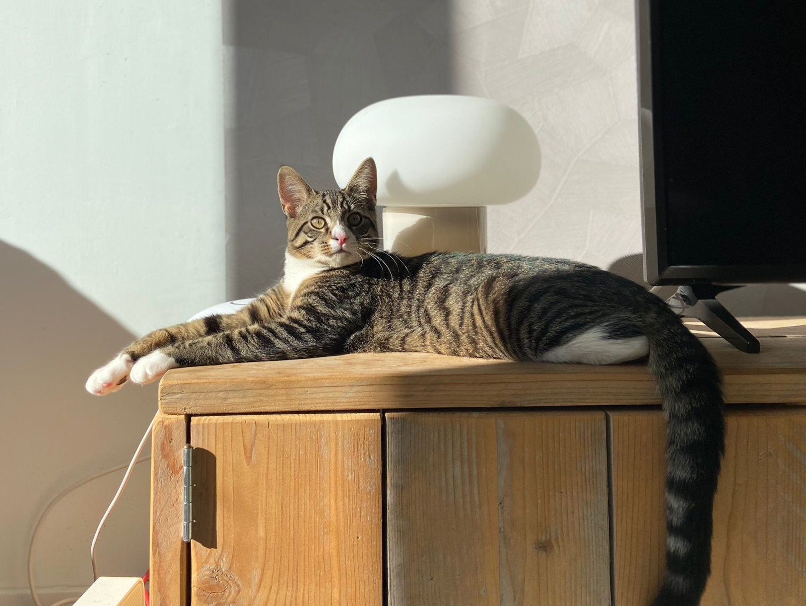 Kater 5 jaar oud, Kater, Kortharig, 3 tot 5 jaar