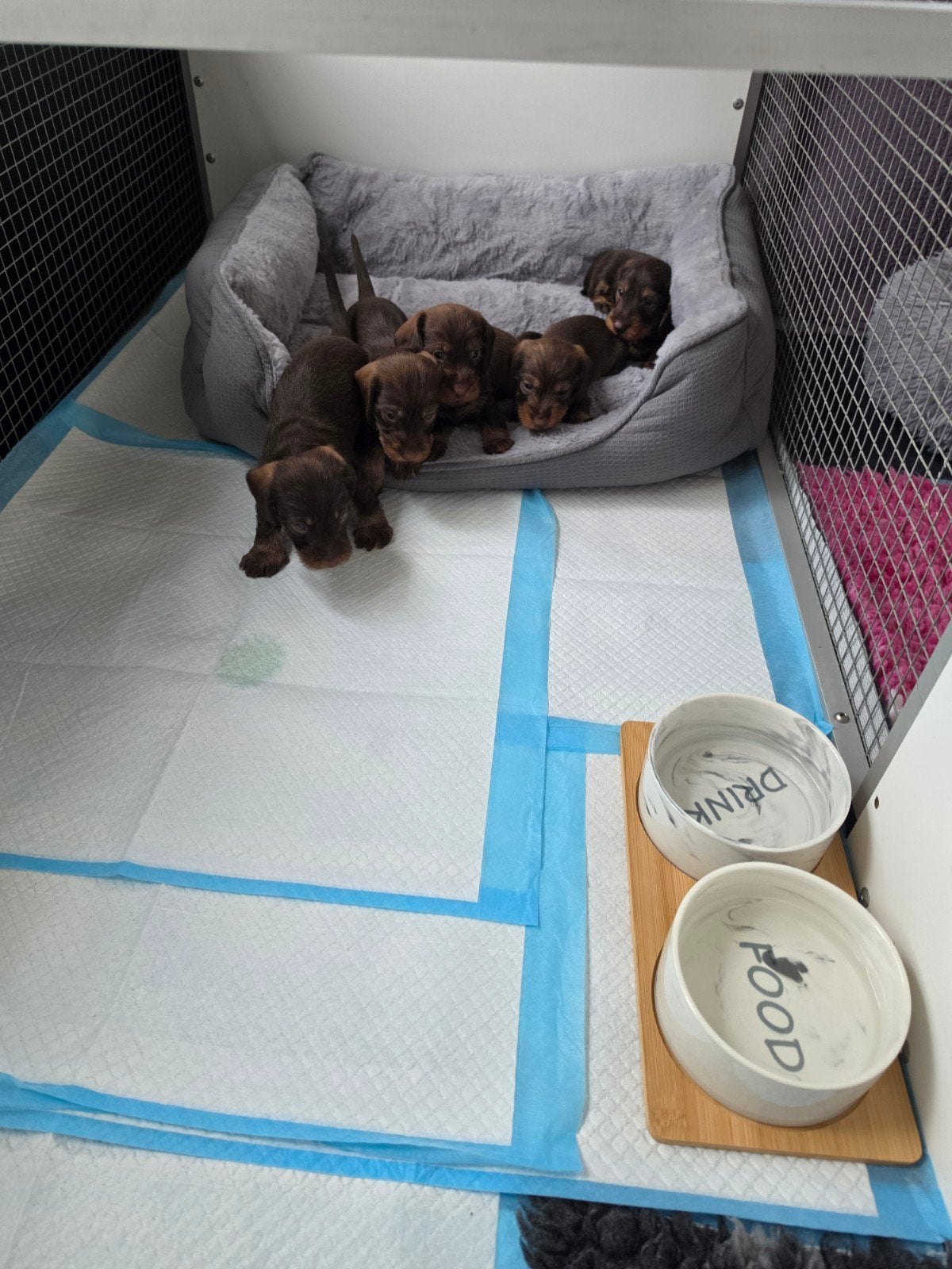 Prachtig Choco Tan ruwharig reutje beschikbaar, Dieren en Toebehoren, Standaard, Reu, CDV (hondenziekte), 8 tot 15 weken