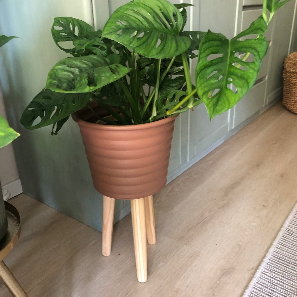 Monstera Monkey Mask in bloempot op pootjes, Huis en Inrichting, Kamerplanten, Overige soorten, In pot, Minder dan 100 cm, Groene kamerplant