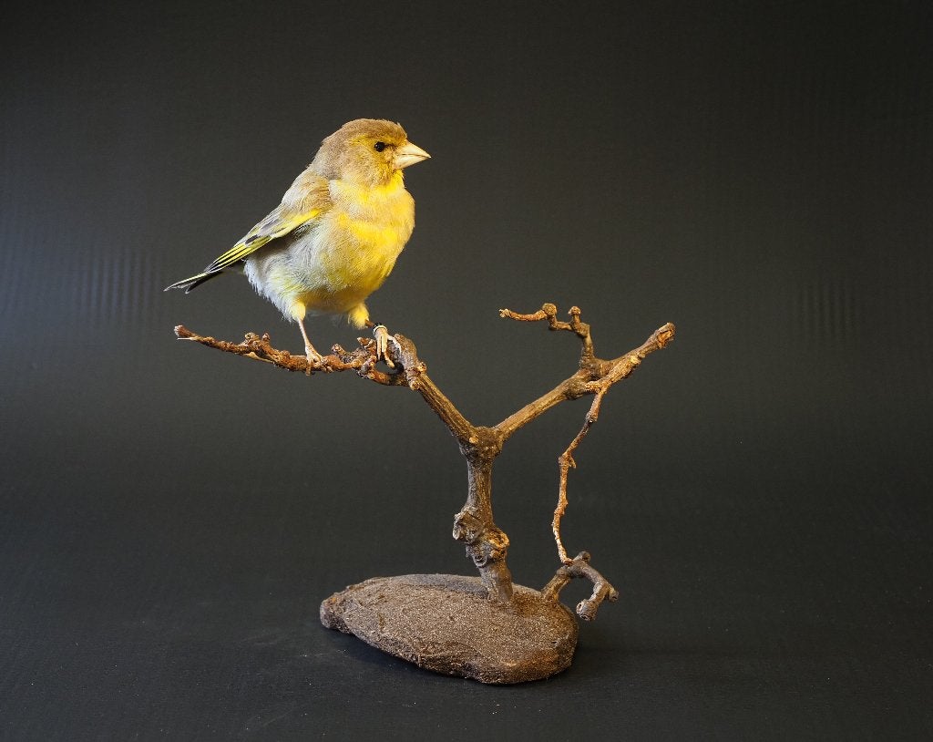 Opgezette Groenling, Ophalen of Verzenden, Nieuw, Vogel, Opgezet dier