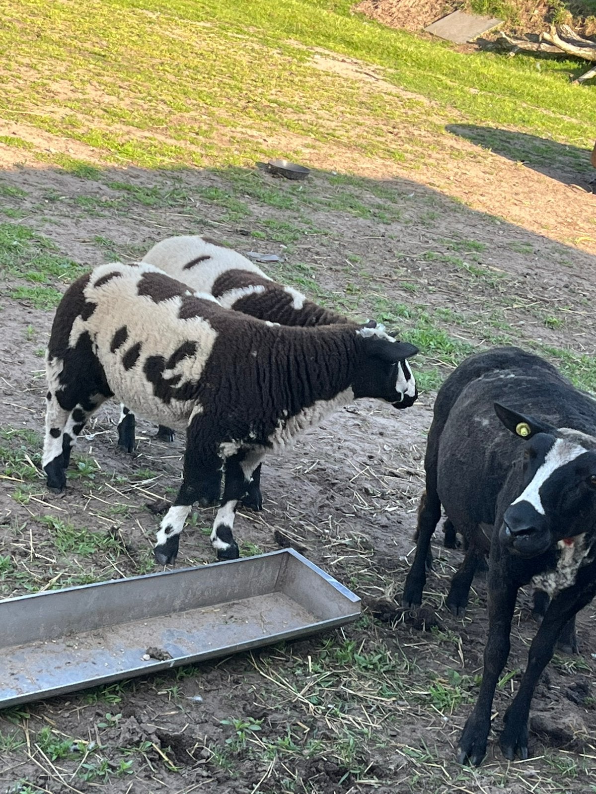 Bonte rammen, Dieren en Toebehoren, Schapen, Geiten en Varkens, Mannelijk, Schaap