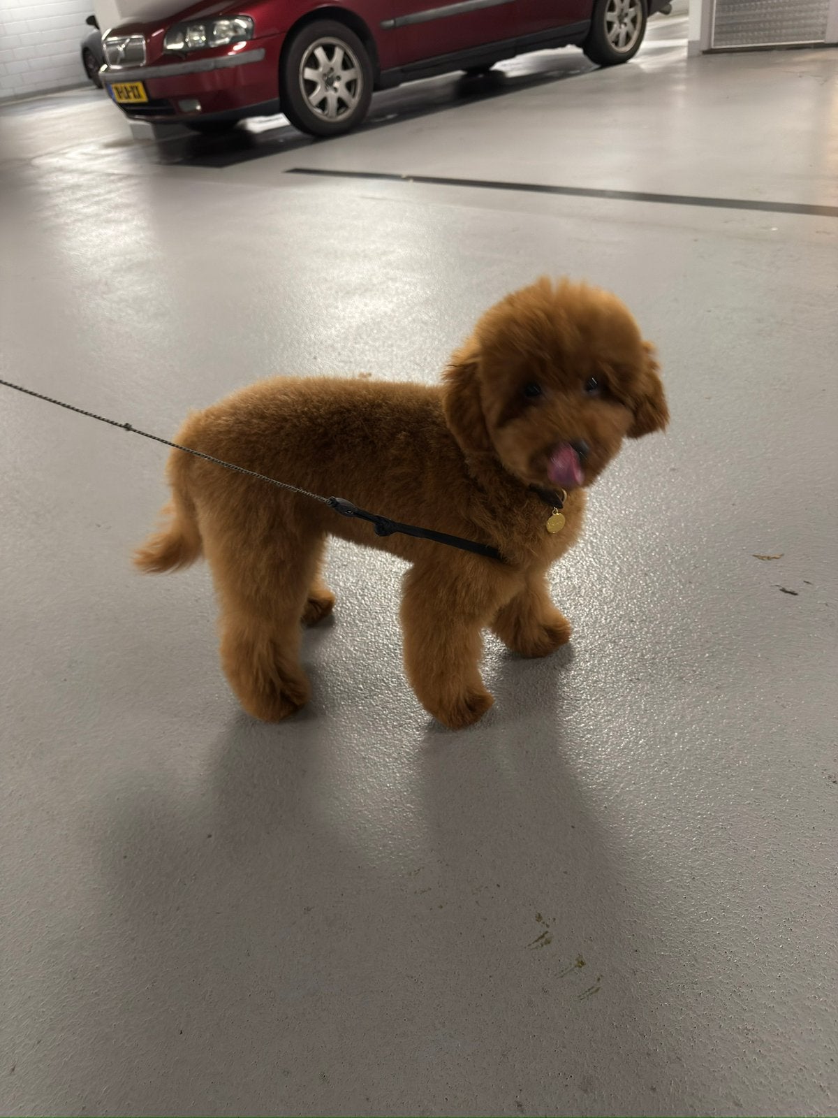Toy poedel te koop, Ophalen, Zo goed als nieuw, Paard, Beeldje of Figuurtje