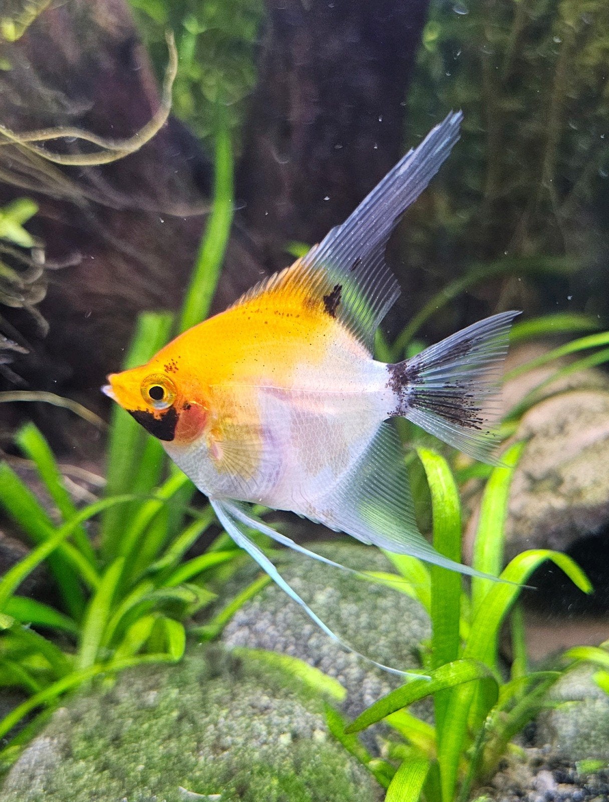 2 maanvissen, Dieren en Toebehoren, Vis, Zoetwatervis, Schoolvis