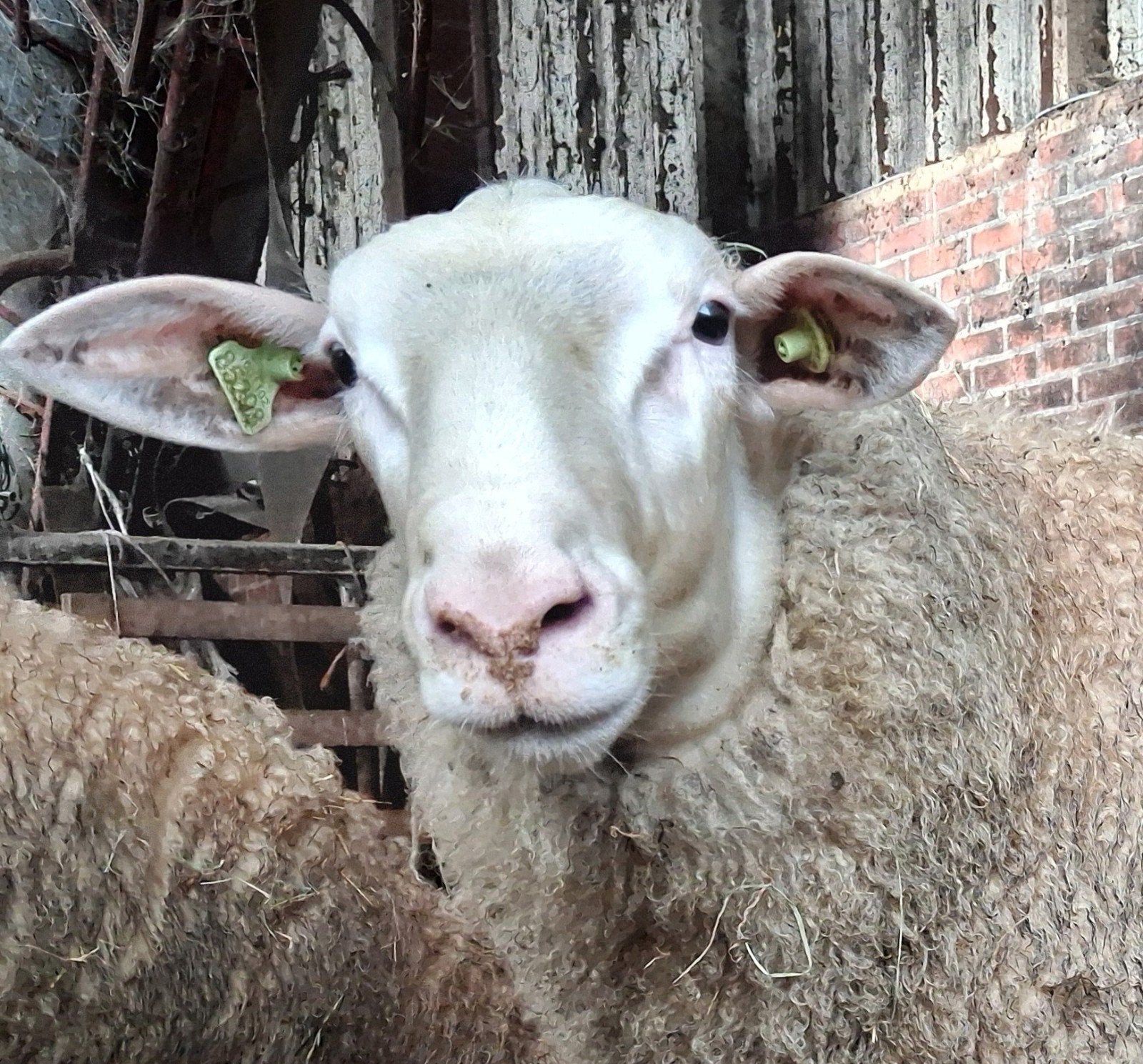 Friese melkschaap dekrammen stamboek