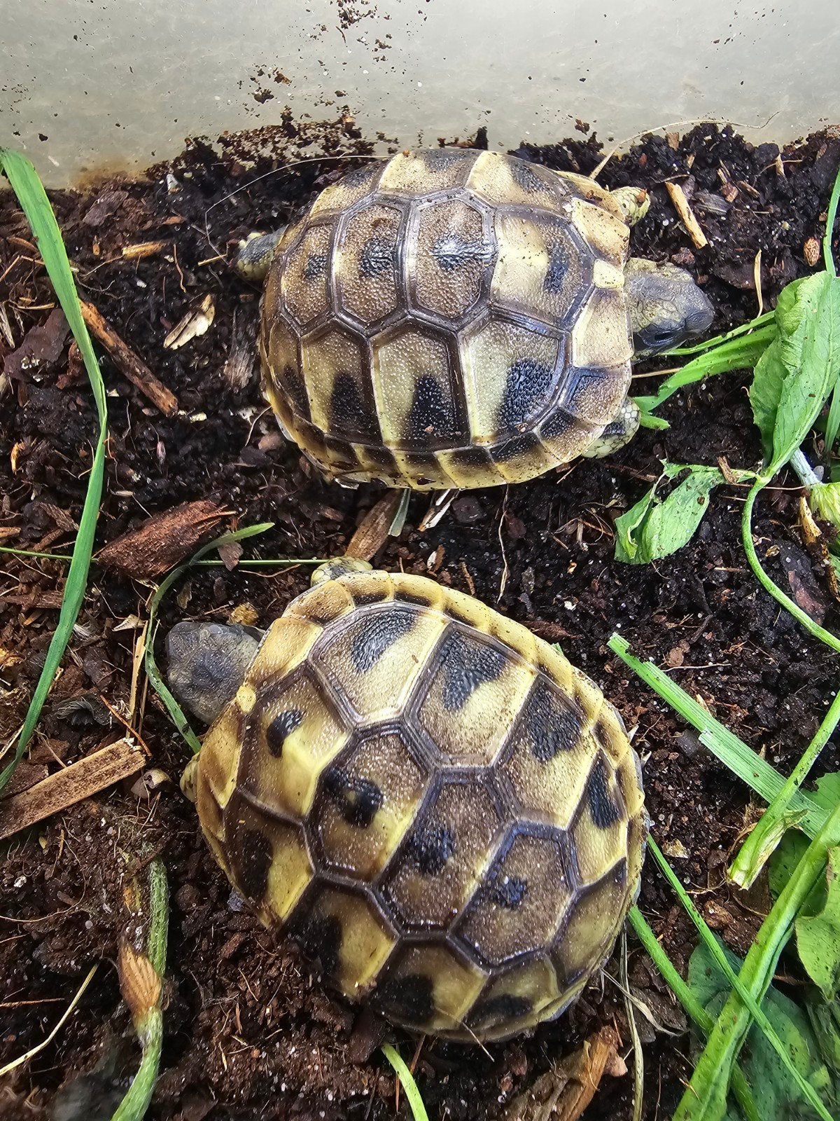 Nakweek Griekse landschildpadden Tortoise photo 11