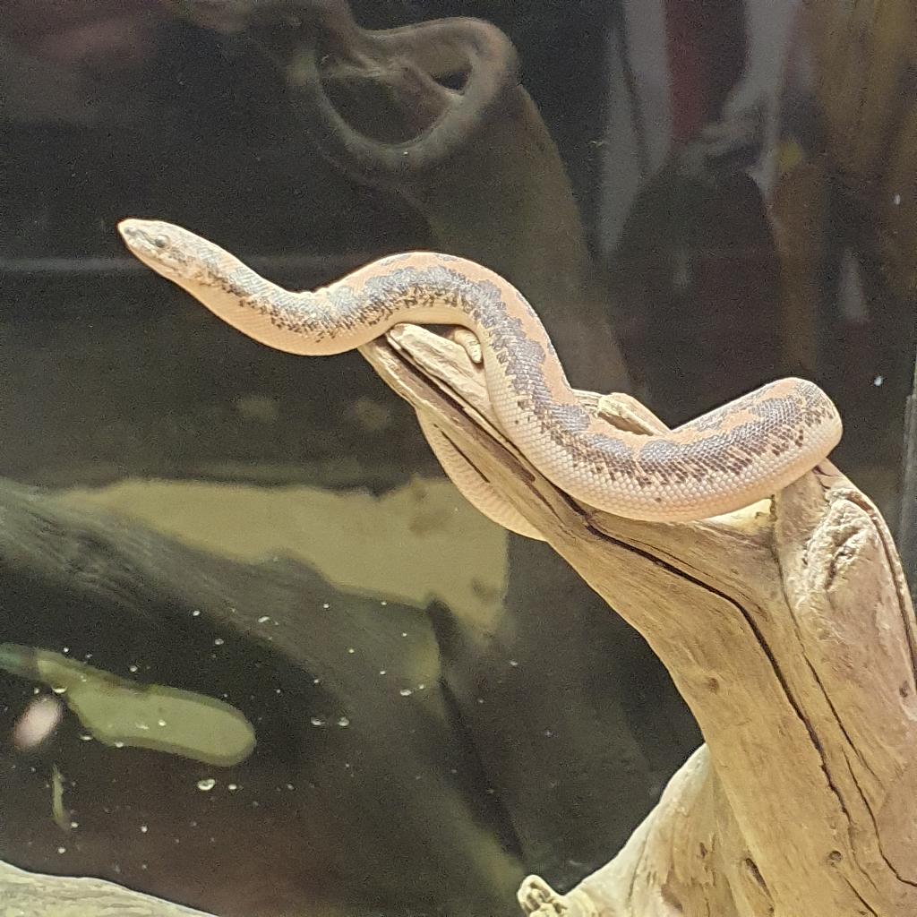 Gongylophis (Eryx) colubrinus, Keniaanse zandboa, Dieren en Toebehoren, Reptielen en Amfibieën, Slang, 0 tot 2 jaar, Tam