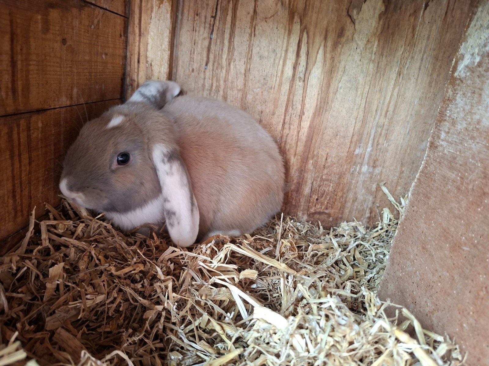 Mooie ram zoekt nieuw huisje, Dieren en Toebehoren, Mannelijk, Middelgroot, Hangoor, 0 tot 2 jaar