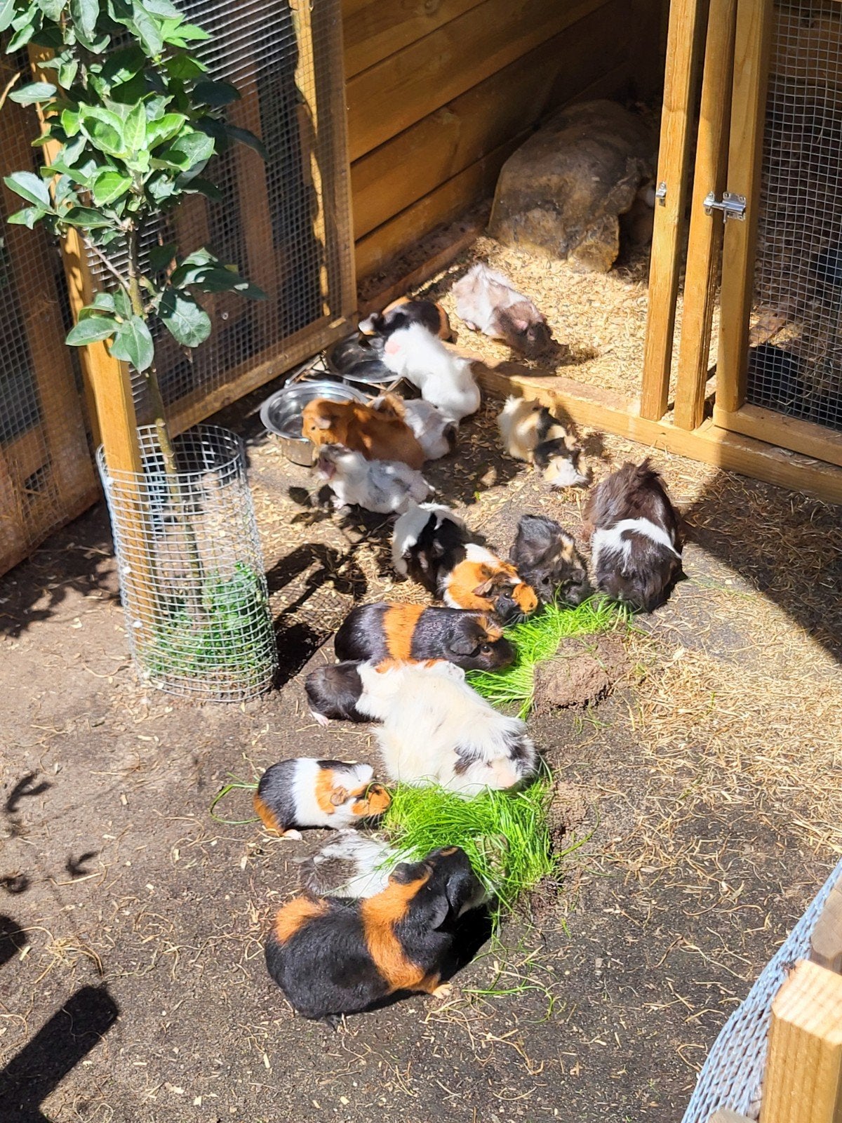 jonge cavia's in verschillende kleuren en vachttype, Dieren en Toebehoren, Knaagdieren, Cavia, Augustus, Meerdere dieren, Tam