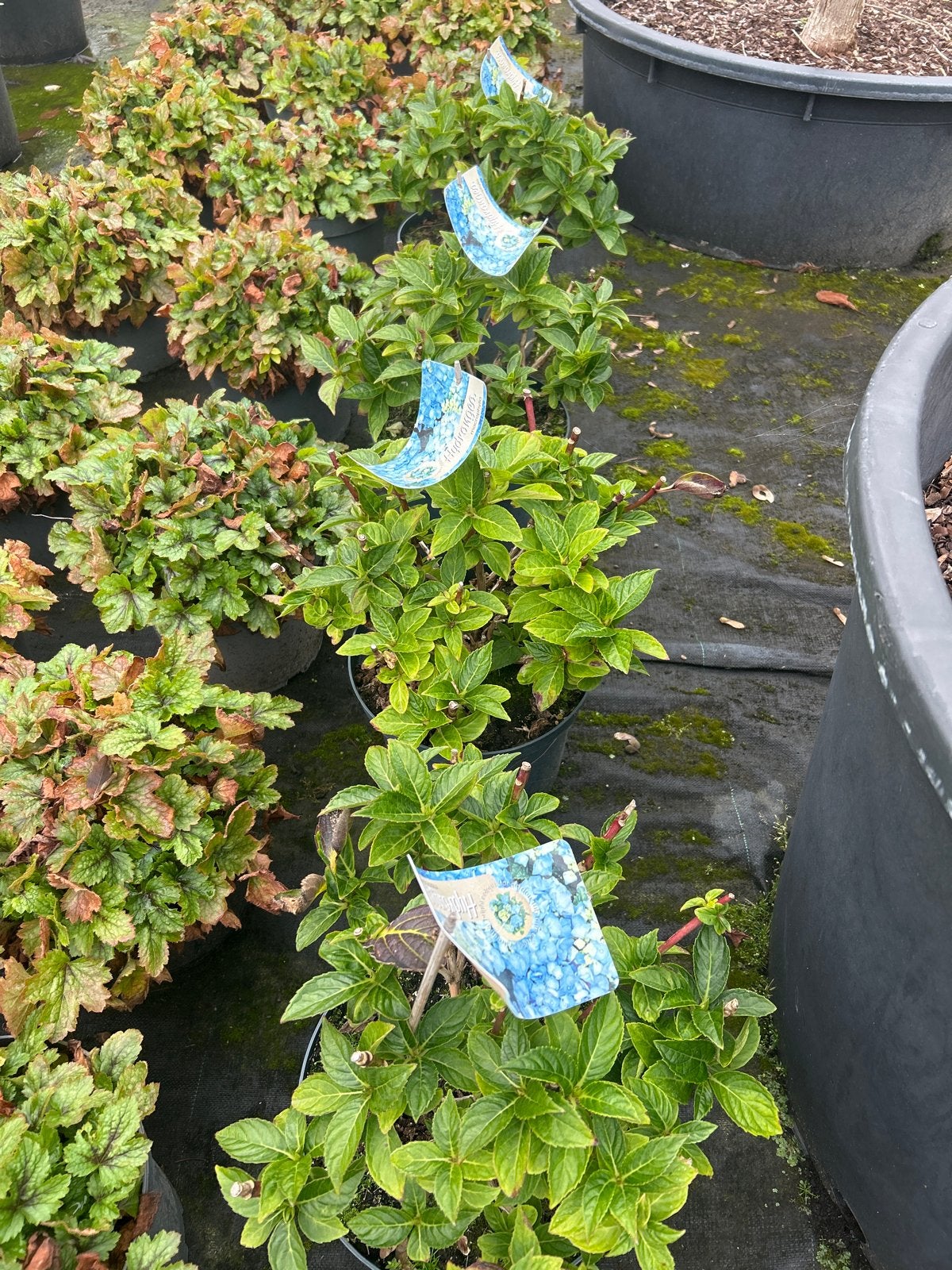 Hortensia Macrophylla in 5 liter pot - Blauwe bloemen, Tuin en Terras, Vaste plant, Halfschaduw, Zomer, Ophalen