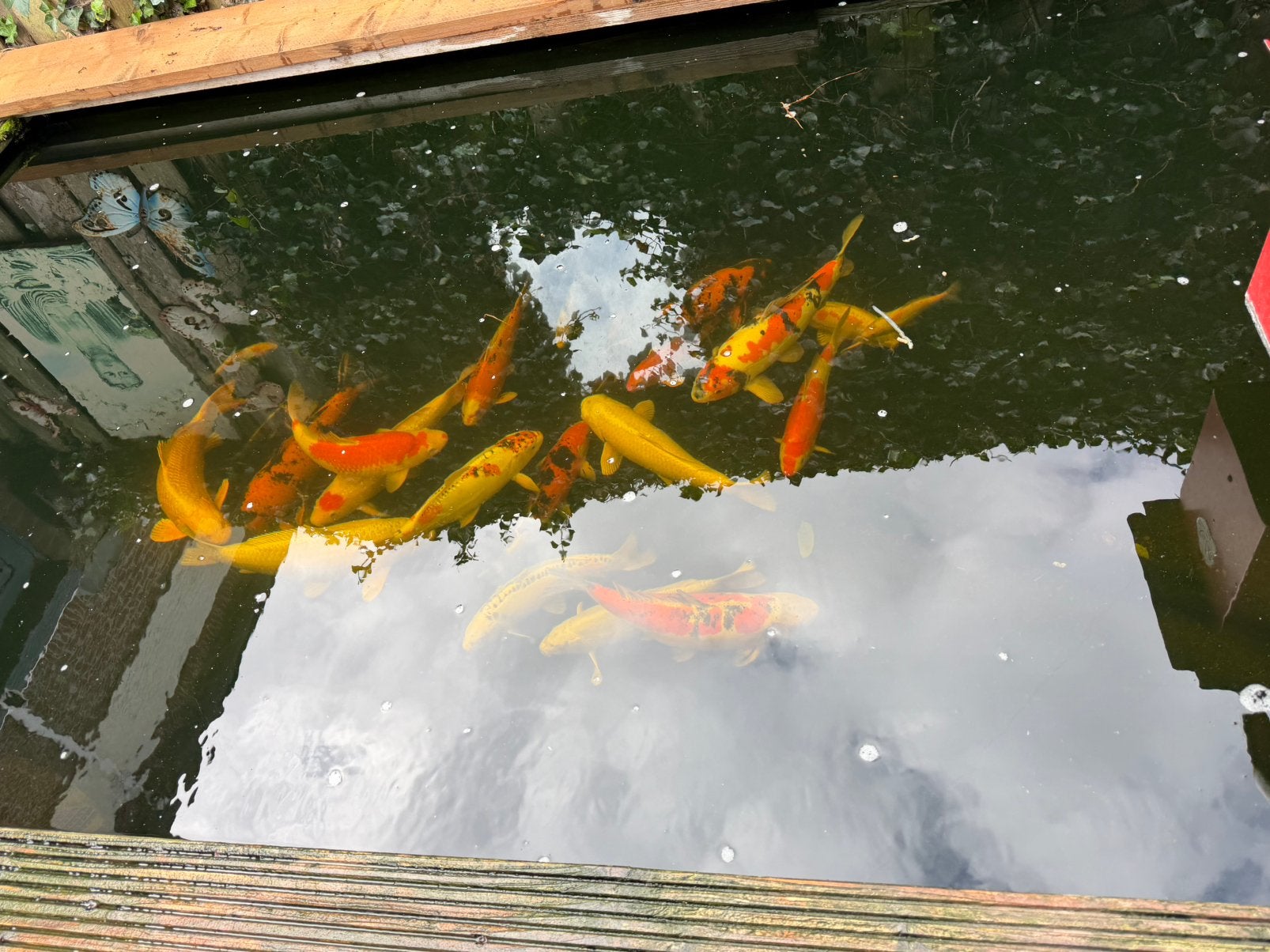 22 koi karpers 15/ 60 cm, Dieren en Toebehoren, Karper of Koi
