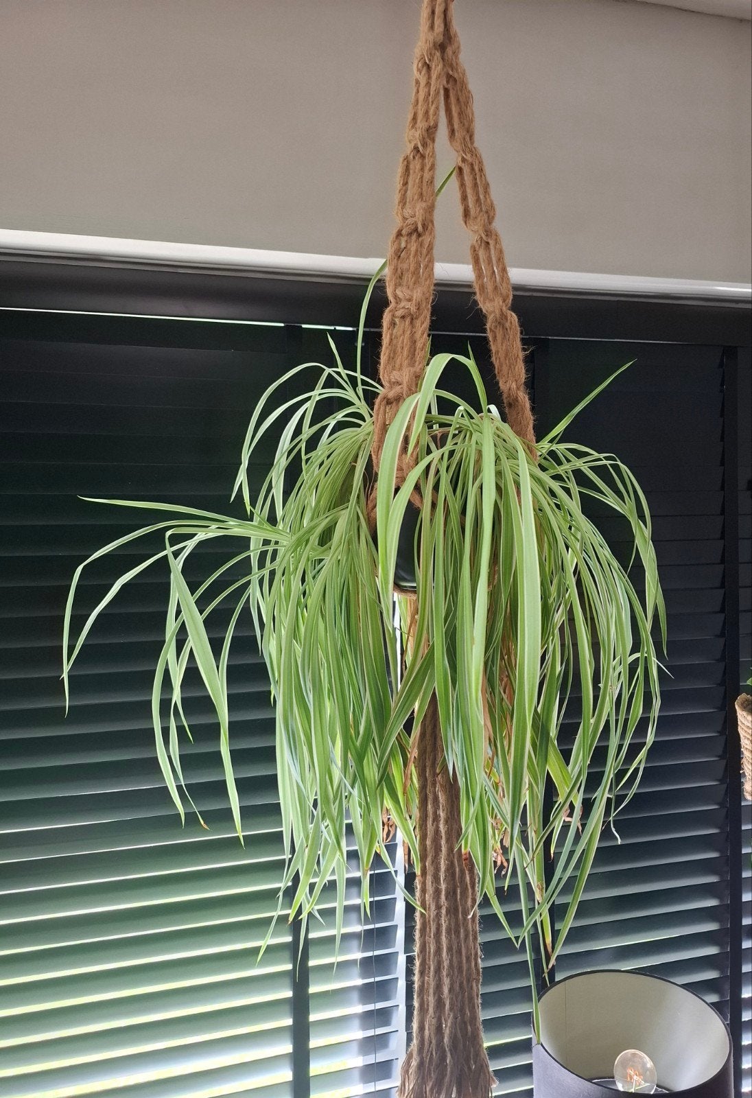 plant in hanger, Ophalen, Halfschaduw, Minder dan 100 cm