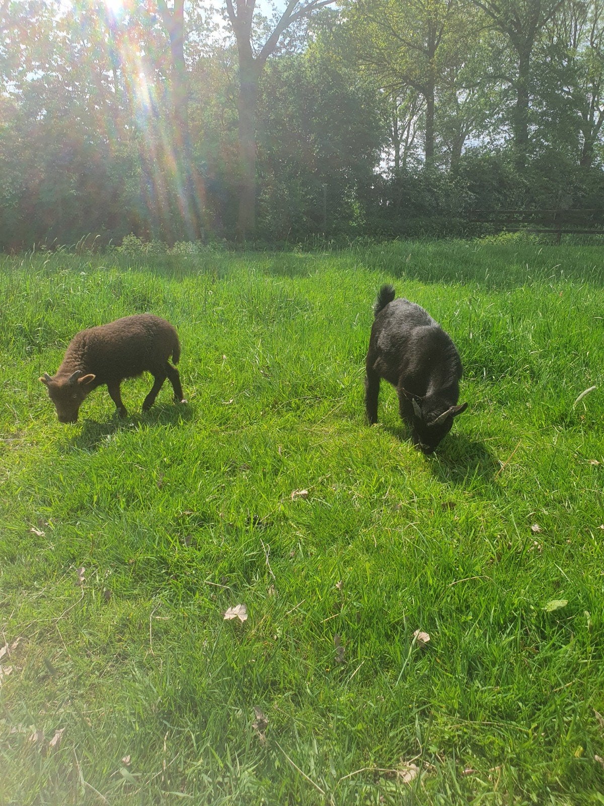 Ouessant lammetjes en dwerggeitjes te koop!, Dieren en Toebehoren, Schapen, Geiten en Varkens, Mannelijk, Schaap