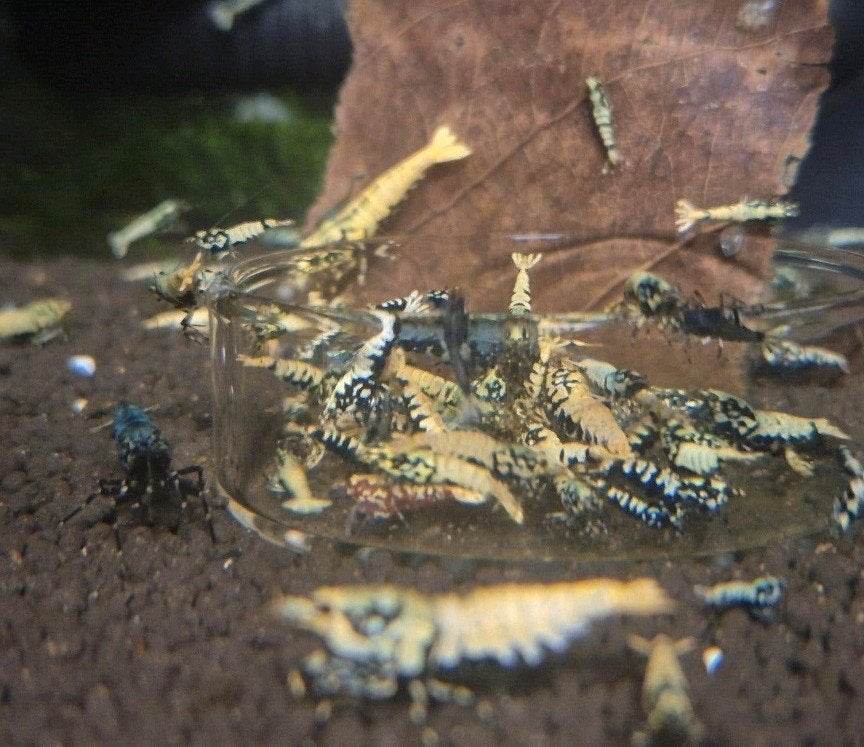 Galaxy Fishbone / Boa, Dieren en Toebehoren
