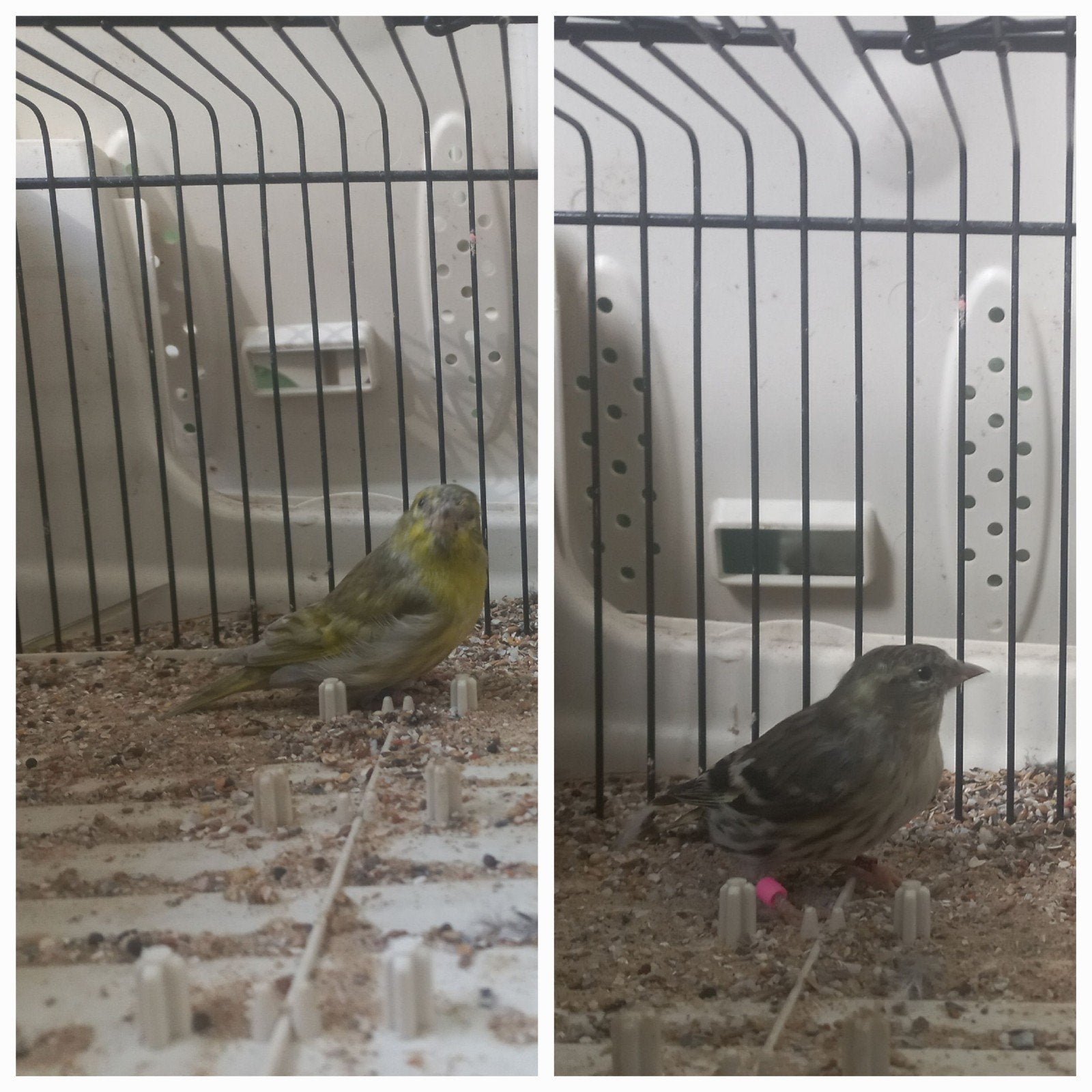 Koppel Eu sijzen Pastel split Agaat x Ivoor, Meerdere dieren, Wildzangvogel, Geringd