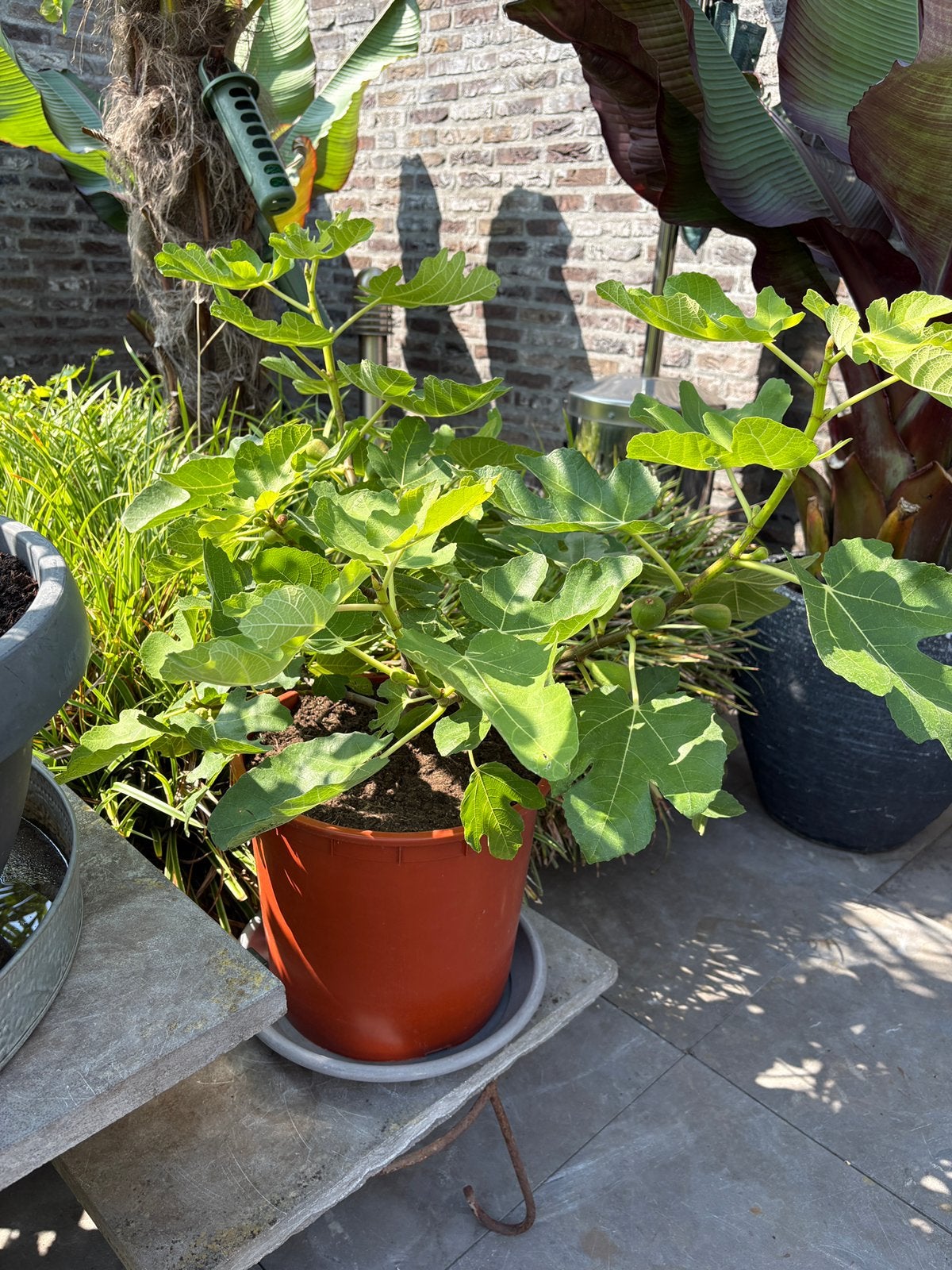 Super leuke vijgenboom vol vruchten in een ruime pot!!, Ophalen, Minder dan 100 cm, Volle zon, In pot