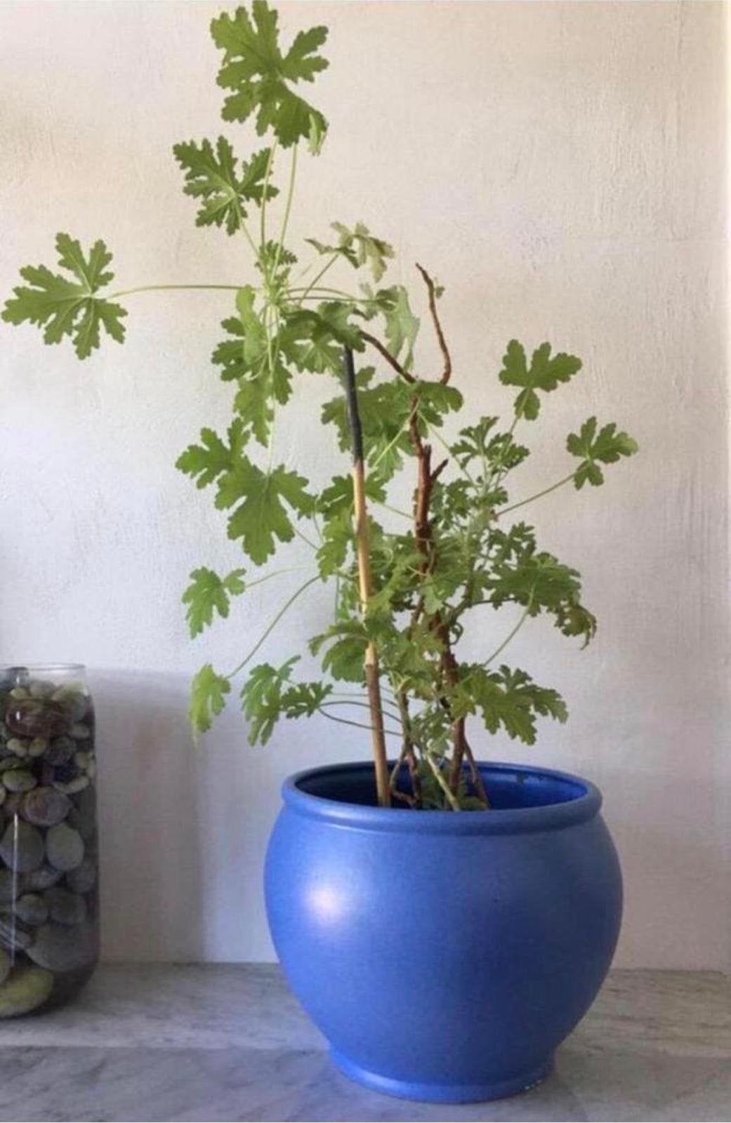 Prachtige vintage West-Germany bloempot blauw geglazuurd, Tuin en Terras, Gebruikt, Rond, Binnen, Minder dan 40 cm