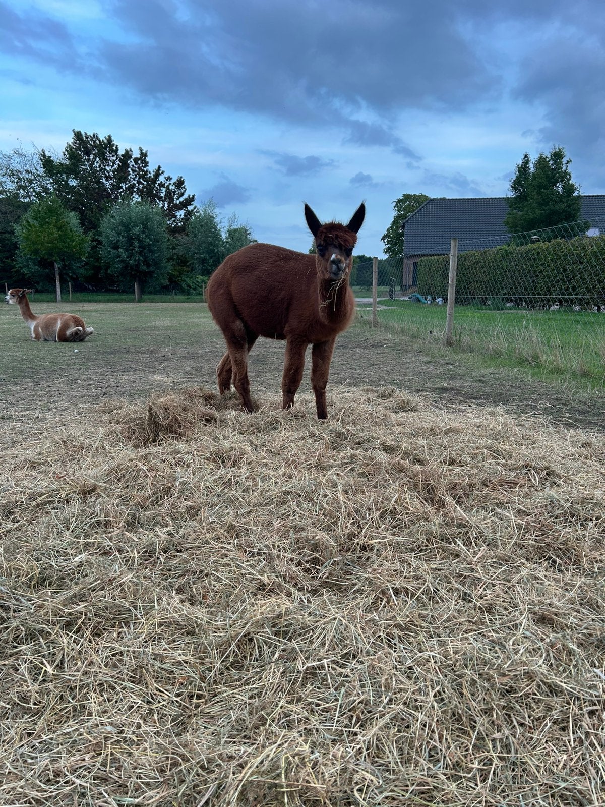 Alpaca’s, Juni, Meerdere dieren