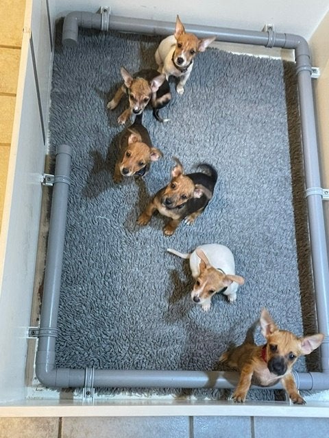 Jack Russel puppy's, Dieren en Toebehoren, Honden | Jack Russells en Terriërs, Parvo, Jack Russell Terriër, 8 tot 15 weken, Meerdere