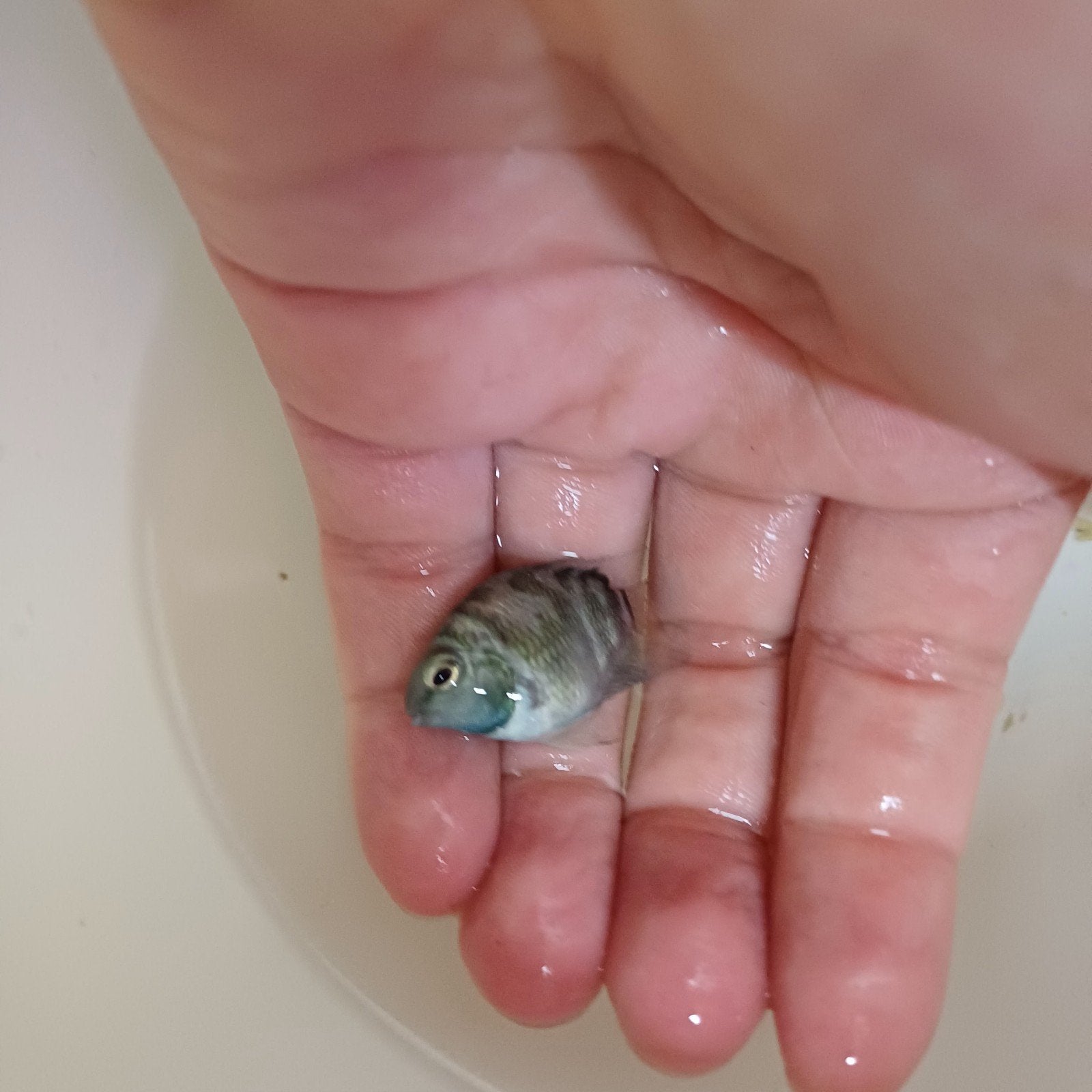 Super mooien parrot fish, Vacatures, Overige niveaus, Overige vormen