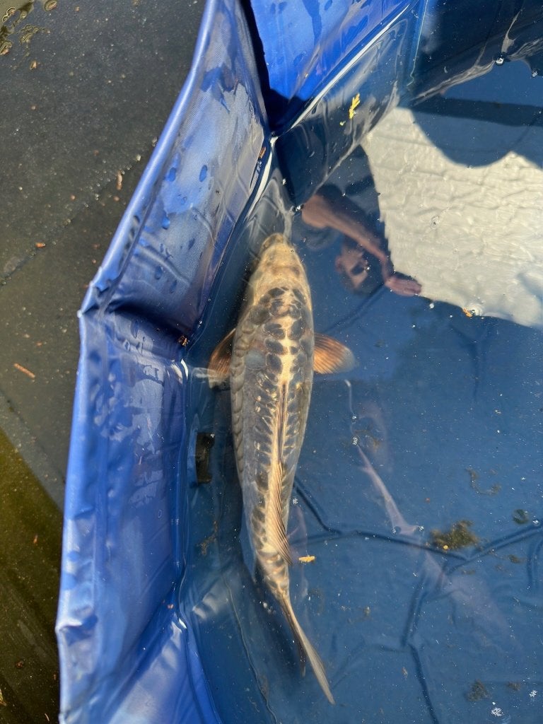 Kikokuryu Japanse koi, Dieren en Toebehoren, Karper of Koi