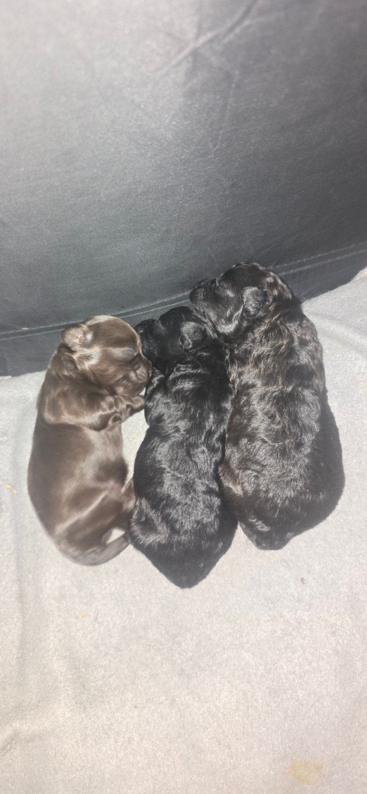 Mooie toy poedel x chiuhuahua pups, Poedel, 8 tot 15 weken, Meerdere, Meerdere dieren