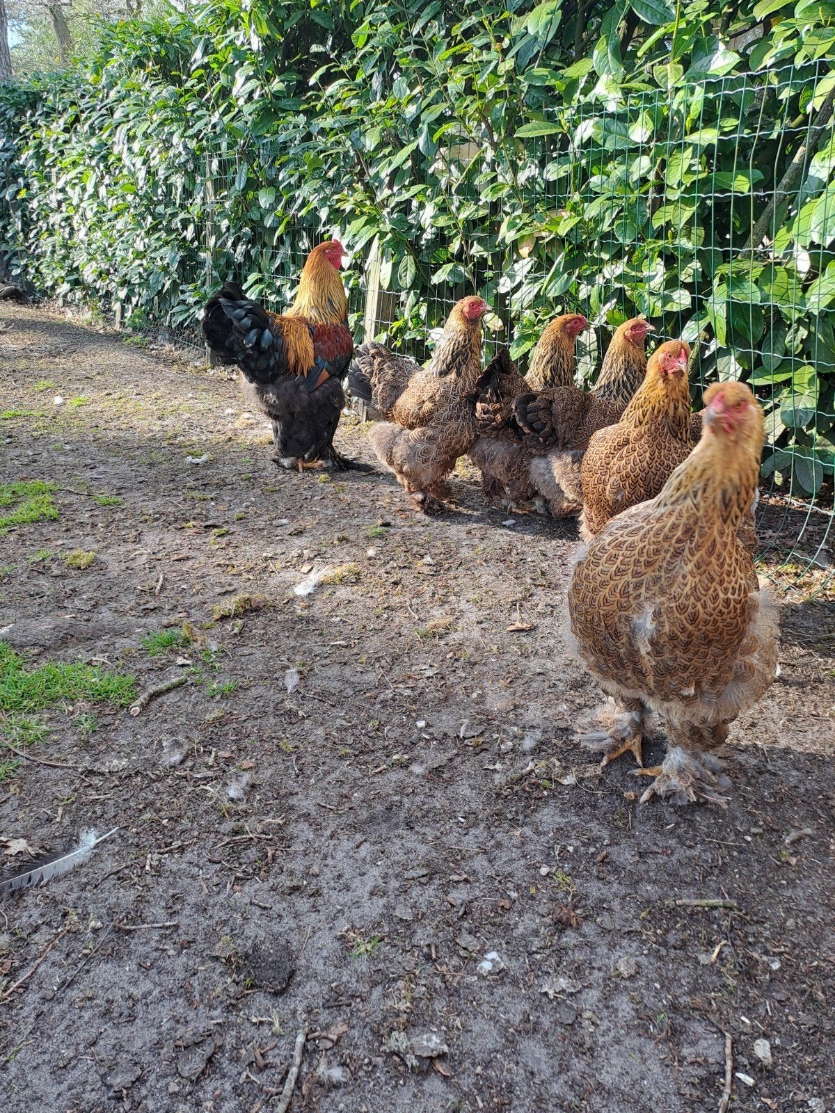 broedeieren brahma meerzomig patrijs verzenden €10, Dieren en Toebehoren, Pluimvee, Geslacht onbekend, Kip