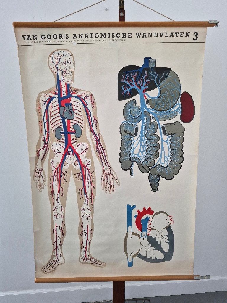 Mooie schoolkaart van de bloedsomloop, Antiek en Kunst, Antiek | Schoolplaten, Ophalen of Verzenden, Natuur en Biologie
