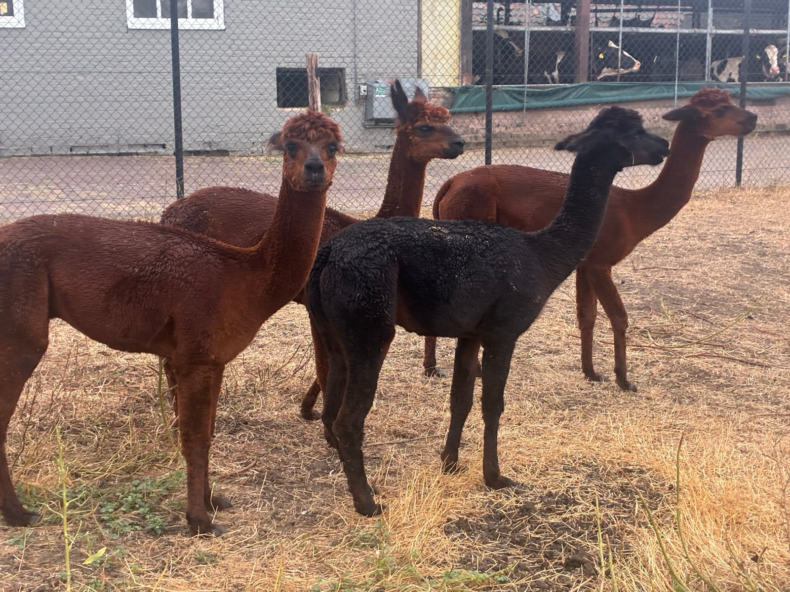 Alpaca hengst, Mei, Mannelijk
