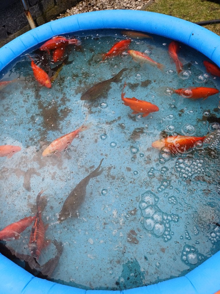Dieren vijvervissen, Dieren en Toebehoren, Karper of Koi