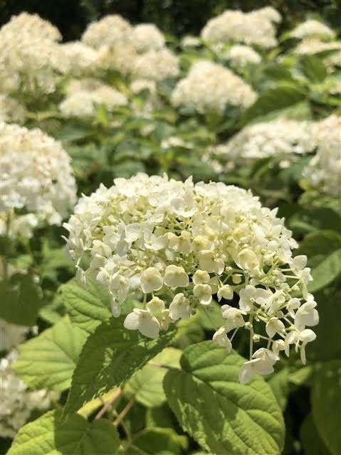 Hydrangea Annabelle - 2 ltr., Ophalen of Verzenden, Overige soorten, Halfschaduw