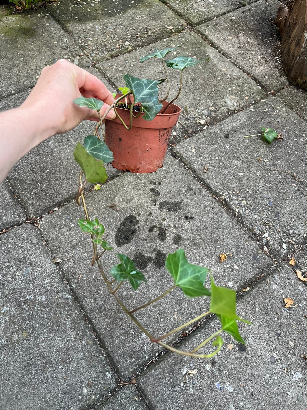 Klimop (Hedera) - Winterhard, Ophalen of Verzenden, Halfschaduw, Minder dan 100 cm